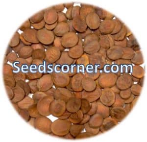 Bauhinia Purpurea Seeds
